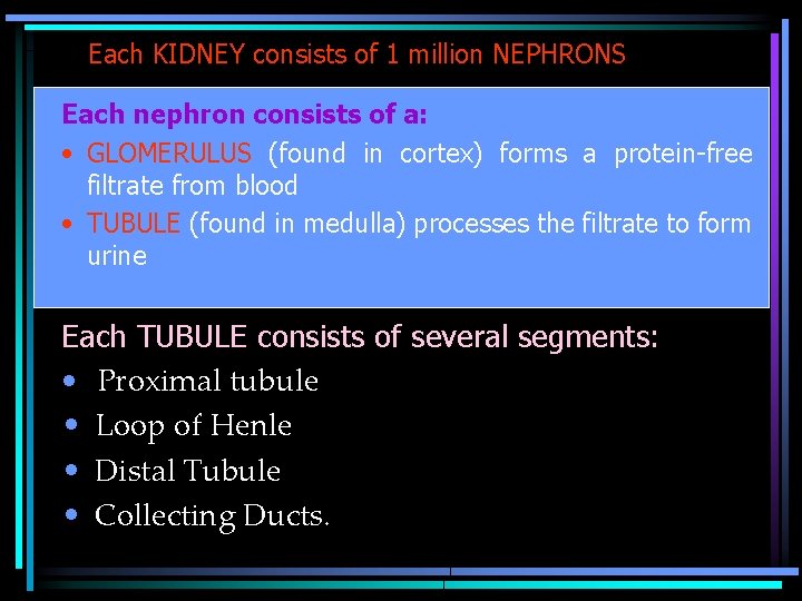 Each KIDNEY consists of 1 million NEPHRONS Each nephron consists of a: • GLOMERULUS