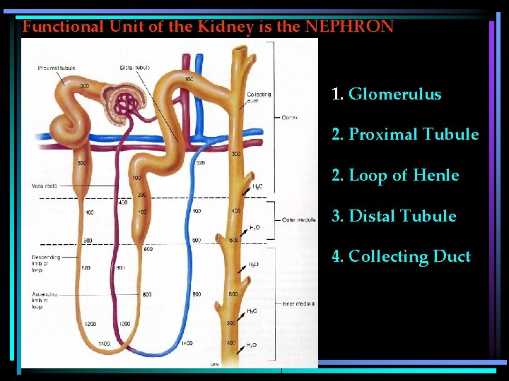 Functional Unit of the Kidney is the NEPHRON 1. Glomerulus 2. Proximal Tubule 2.