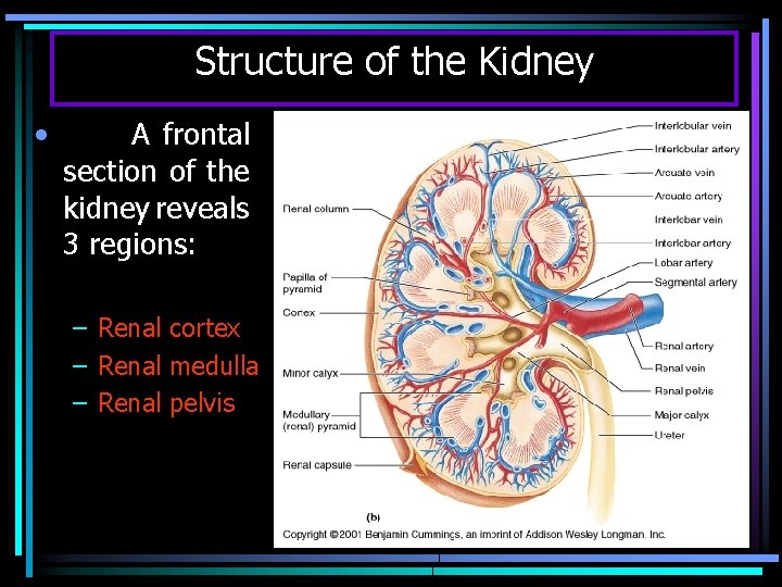 Structure of the Kidney • A frontal section of the kidney reveals 3 regions:
