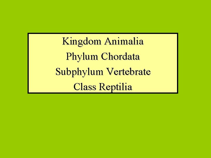 Kingdom Animalia Phylum Chordata Subphylum Vertebrate Class Reptilia 