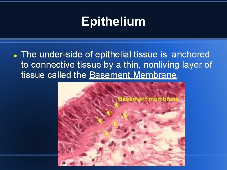 Epithelium The under-side of epithelial tissue is anchored to connective tissue by a thin, Epithelium The under-side of epithelial tissue is anchored to connective tissue by a thin,