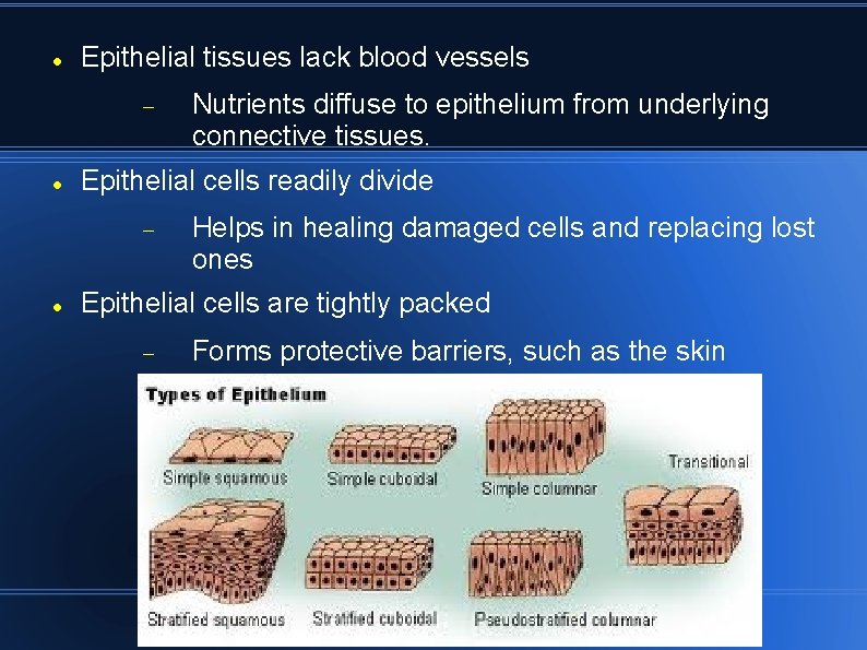 Epithelial tissues lack blood vessels Epithelial cells readily divide Nutrients diffuse to epithelium Epithelial tissues lack blood vessels Epithelial cells readily divide Nutrients diffuse to epithelium