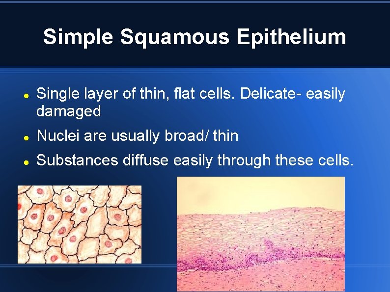 Simple Squamous Epithelium Single layer of thin, flat cells. Delicate- easily damaged Nuclei are Simple Squamous Epithelium Single layer of thin, flat cells. Delicate- easily damaged Nuclei are