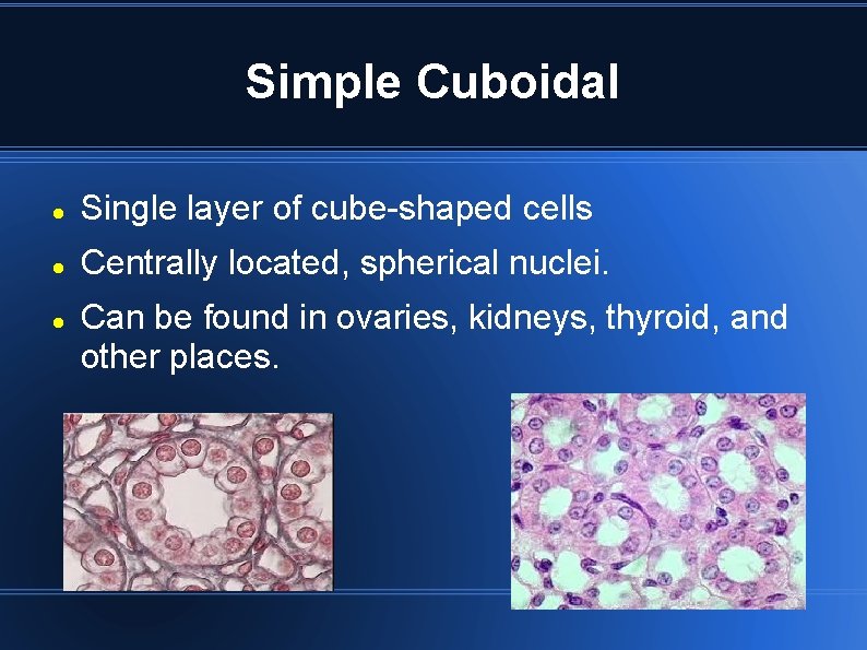 Simple Cuboidal Single layer of cube-shaped cells Centrally located, spherical nuclei. Can be found Simple Cuboidal Single layer of cube-shaped cells Centrally located, spherical nuclei. Can be found