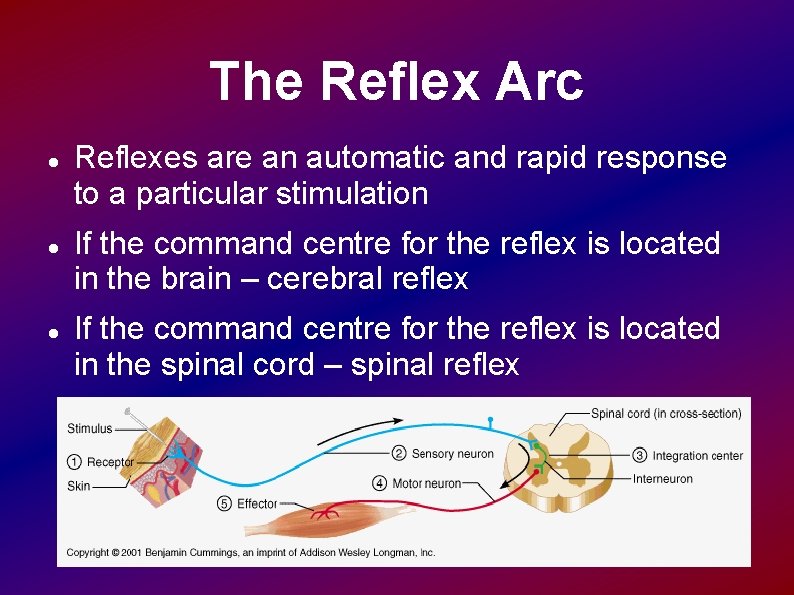 The Reflex Arc Reflexes are an automatic and rapid response to a particular stimulation