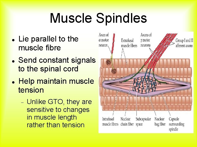 Muscle Spindles Lie parallel to the muscle fibre Send constant signals to the spinal Muscle Spindles Lie parallel to the muscle fibre Send constant signals to the spinal