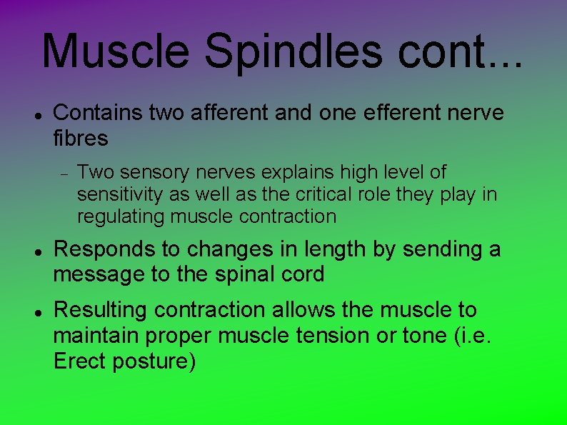 Muscle Spindles cont. . . Contains two afferent and one efferent nerve fibres Two Muscle Spindles cont. . . Contains two afferent and one efferent nerve fibres Two
