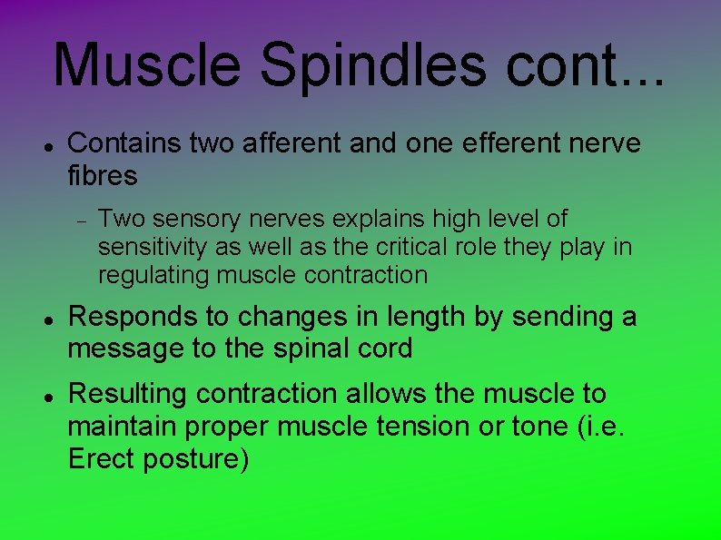 Muscle Spindles cont. . . Contains two afferent and one efferent nerve fibres Two