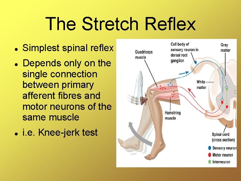 The Stretch Reflex Simplest spinal reflex Depends only on the single connection between primary