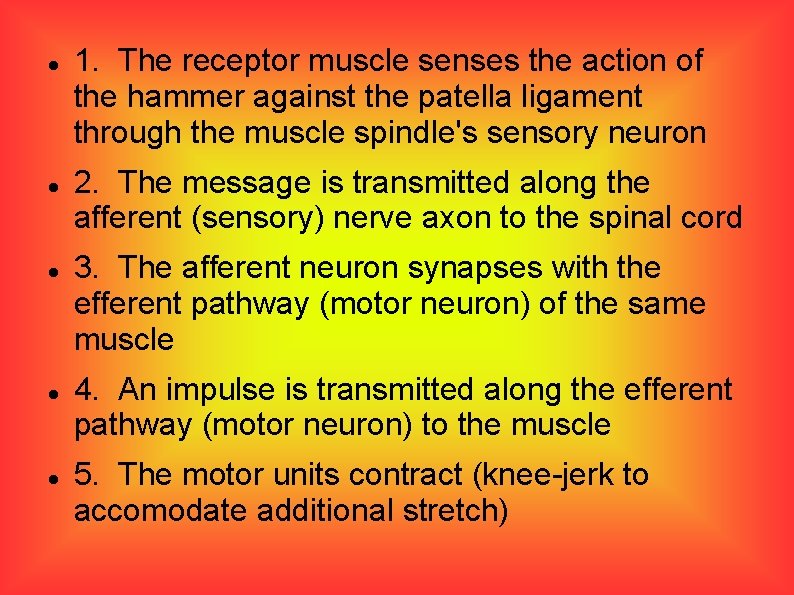 1. The receptor muscle senses the action of the hammer against the patella 1. The receptor muscle senses the action of the hammer against the patella