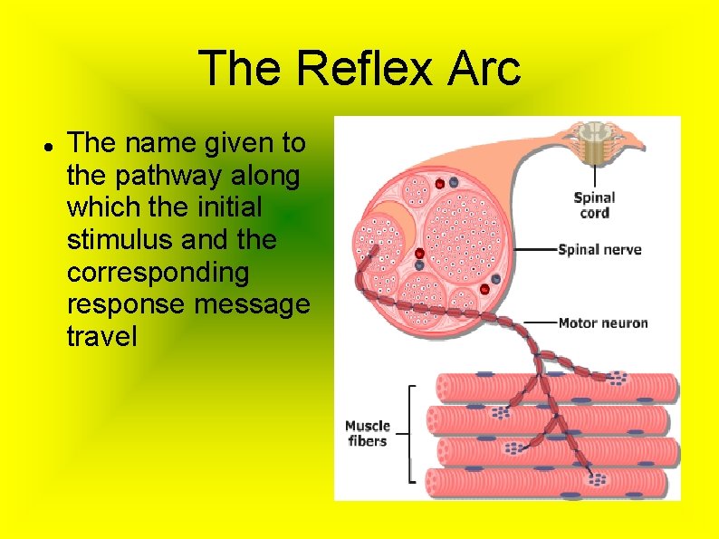 The Reflex Arc The name given to the pathway along which the initial stimulus