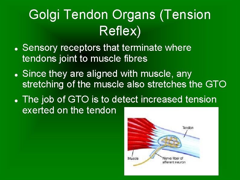 Golgi Tendon Organs (Tension Reflex) Sensory receptors that terminate where tendons joint to muscle