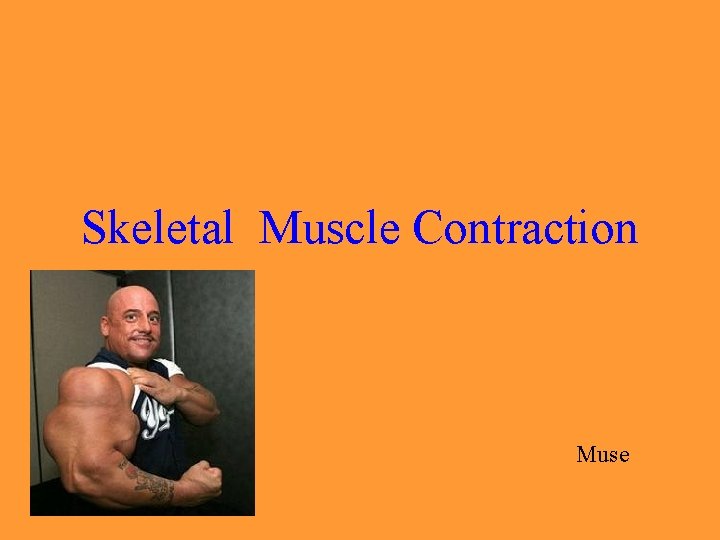 Skeletal Muscle Contraction Muse 