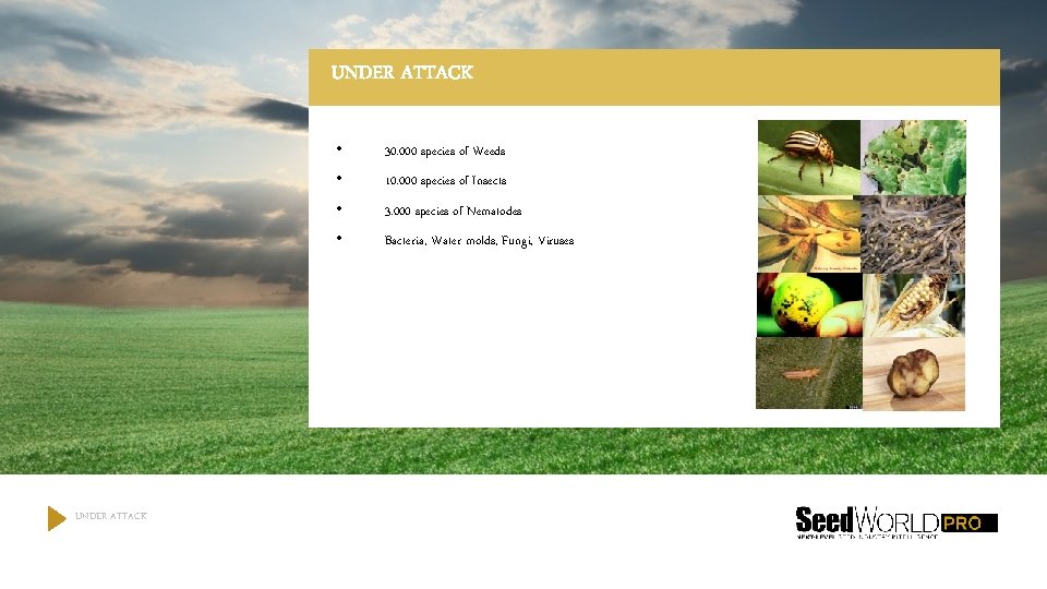 UNDER ATTACK • 30. 000 species of Weeds • 10. 000 species of Insects