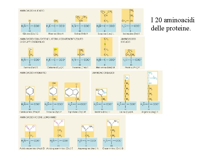 I 20 aminoacidi delle proteine. 