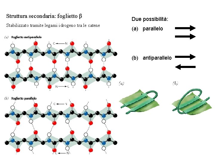 Struttura secondaria: foglietto β Stabilizzato tramite legami idrogeno tra le catene Due possibilità: (a)