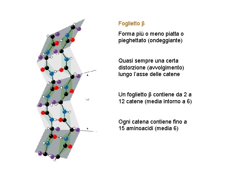 Foglietto β Forma più o meno piatta o pieghettato (ondeggiante) Quasi sempre una certa