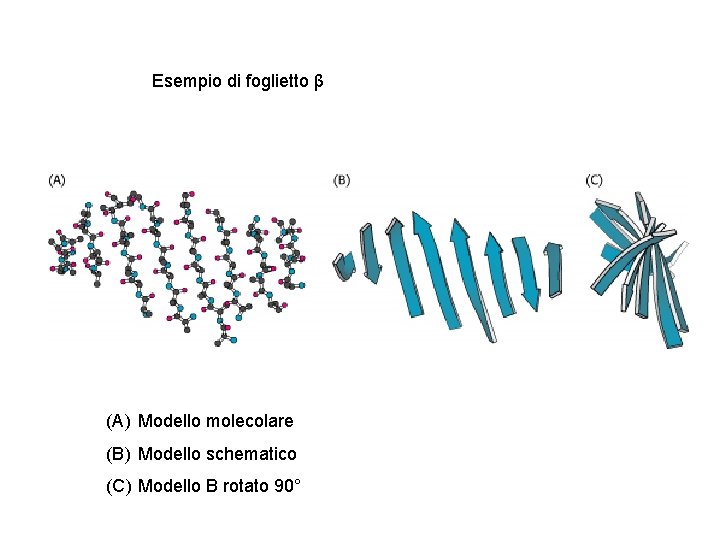 Esempio di foglietto β (A) Modello molecolare (B) Modello schematico (C) Modello B rotato