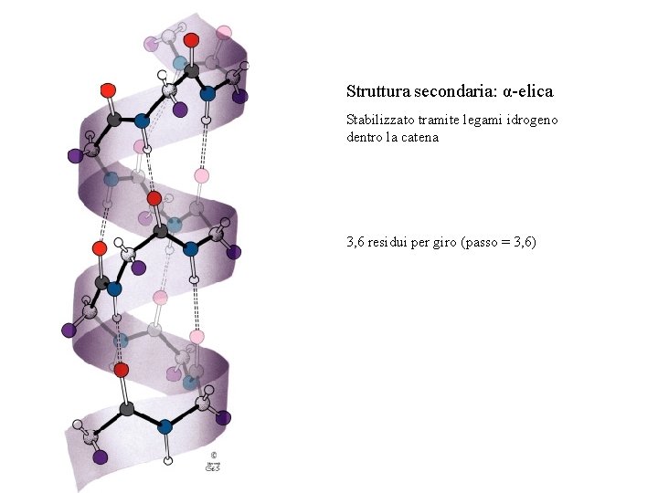 Struttura secondaria: α-elica Stabilizzato tramite legami idrogeno dentro la catena 3, 6 residui per