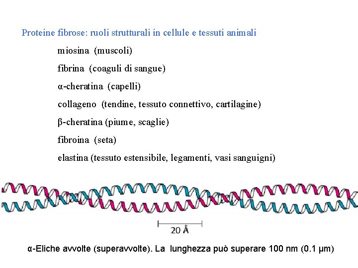 Proteine fibrose: ruoli strutturali in cellule e tessuti animali miosina (muscoli) fibrina (coaguli di