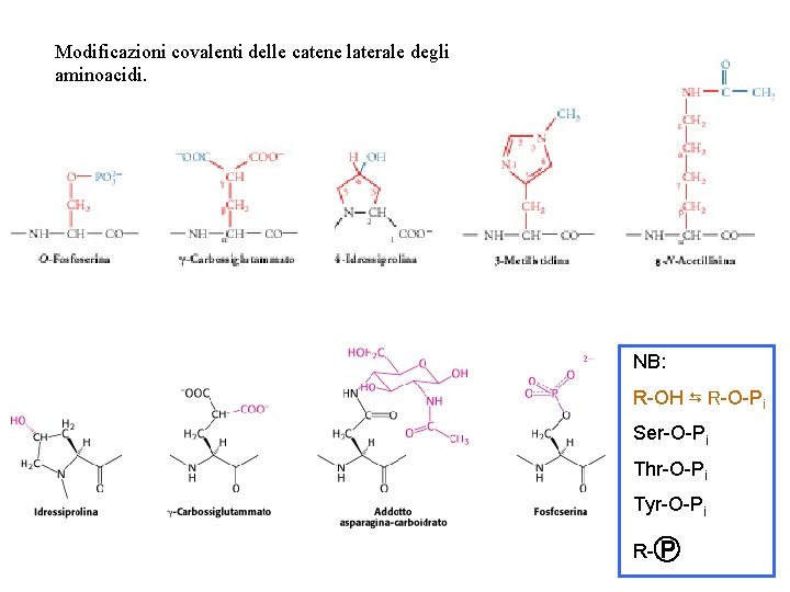 Modificazioni covalenti delle catene laterale degli aminoacidi. NB: R-OH ⇆ R-O-Pi Ser-O-Pi Thr-O-Pi Tyr-O-Pi