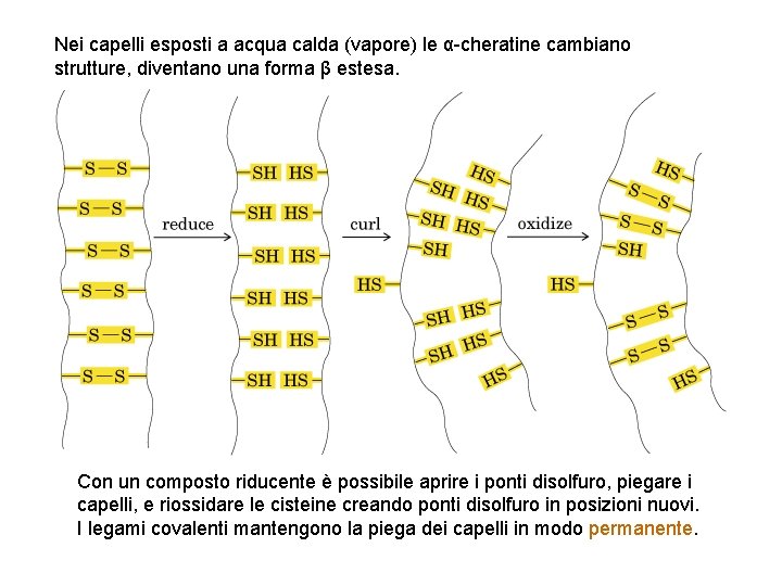 Nei capelli esposti a acqua calda (vapore) le α-cheratine cambiano strutture, diventano una forma