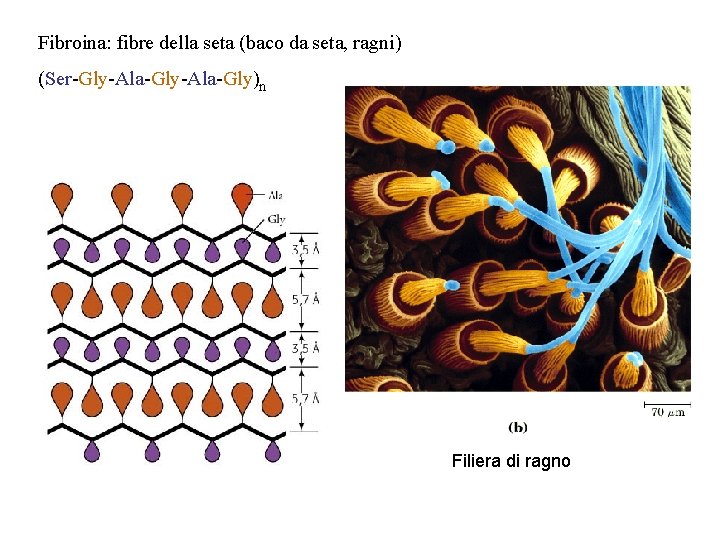 Fibroina: fibre della seta (baco da seta, ragni) (Ser-Gly-Ala-Gly)n Filiera di ragno 