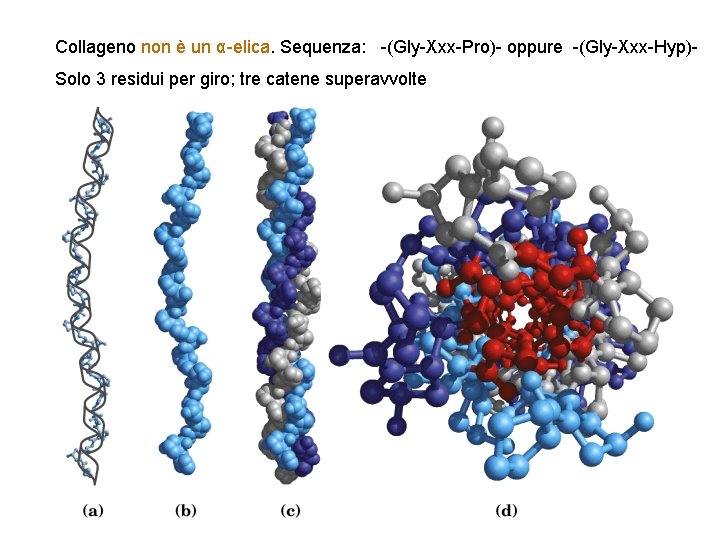 Collageno non è un α-elica. Sequenza: -(Gly-Xxx-Pro)- oppure -(Gly-Xxx-Hyp)Solo 3 residui per giro; tre