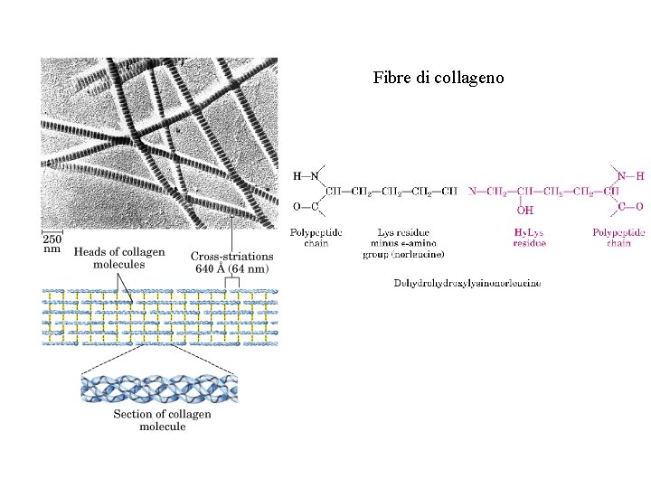 Fibre di collageno 