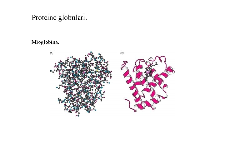 Proteine globulari. Mioglobina. 