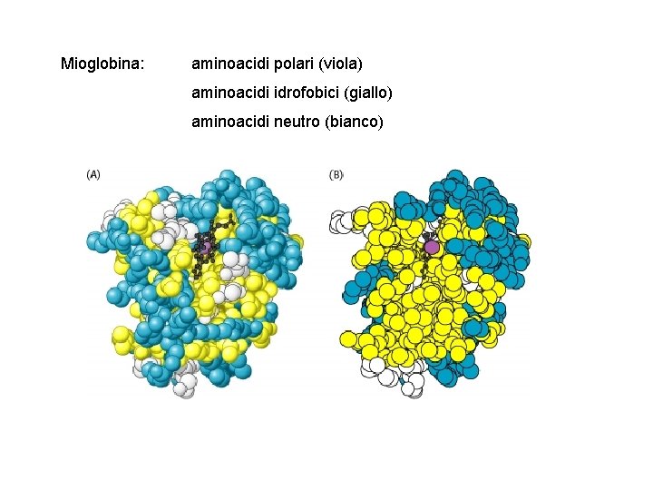 Mioglobina: aminoacidi polari (viola) aminoacidi idrofobici (giallo) aminoacidi neutro (bianco) 