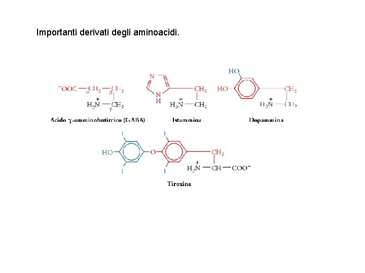 Importanti derivati degli aminoacidi. 