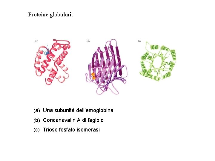 Proteine globulari: (a) Una subunità dell’emoglobina (b) Concanavalin A di fagiolo (c) Trioso fosfato