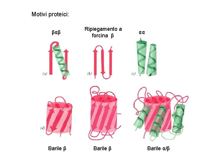 Motivi proteici: βαβ Ripiegamento a forcina β Barile β αα Barile α/β 