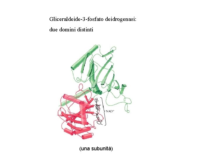 Gliceraldeide-3 -fosfato deidrogenasi: due domini distinti (una subunità) 