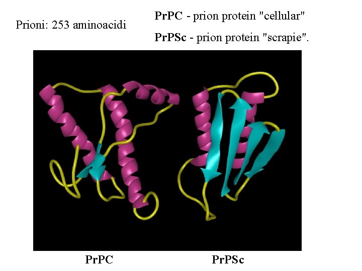 Prioni: 253 aminoacidi Pr. PC - prion protein "cellular" Pr. PSc - prion protein