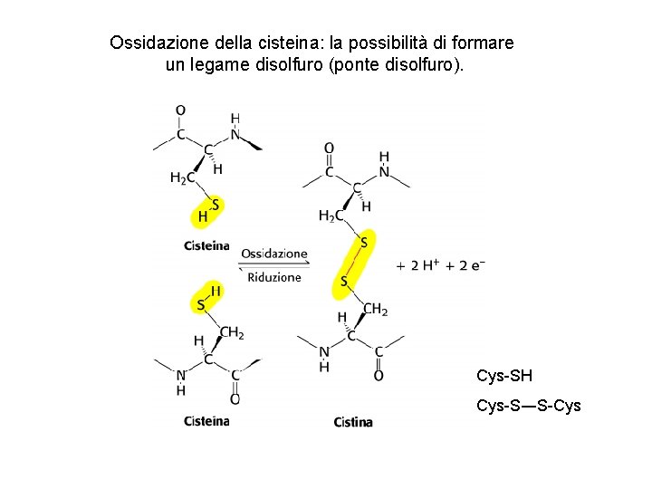 Ossidazione della cisteina: la possibilità di formare un legame disolfuro (ponte disolfuro). Cys-SH Cys-S―S-Cys