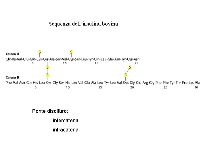 Sequenza dell’insulina bovina Ponte disolfuro: intercatena intracatena 