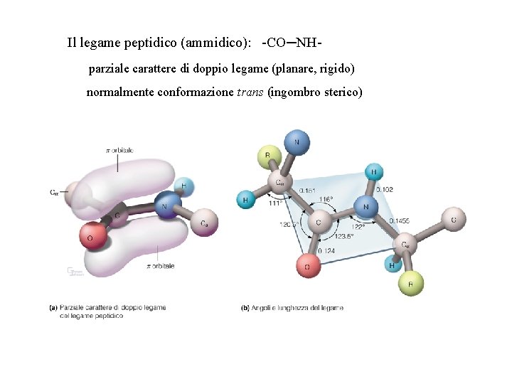 Il legame peptidico (ammidico): -CO─NHparziale carattere di doppio legame (planare, rigido) normalmente conformazione trans