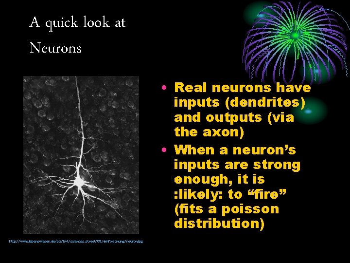 A quick look at Neurons • Real neurons have inputs (dendrites) and outputs (via