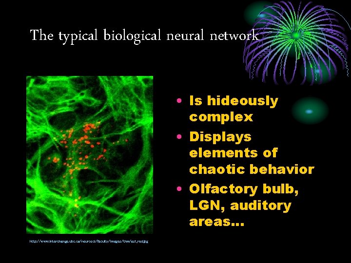 The typical biological neural network • Is hideously complex • Displays elements of chaotic