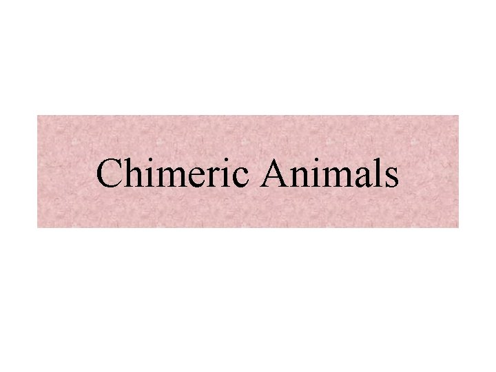 Chimeric Animals 