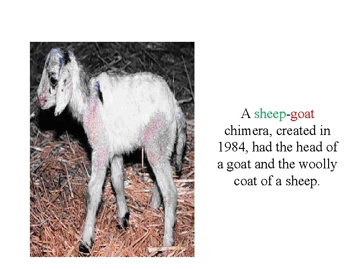 A sheep-goat chimera, created in 1984, had the head of a goat and the