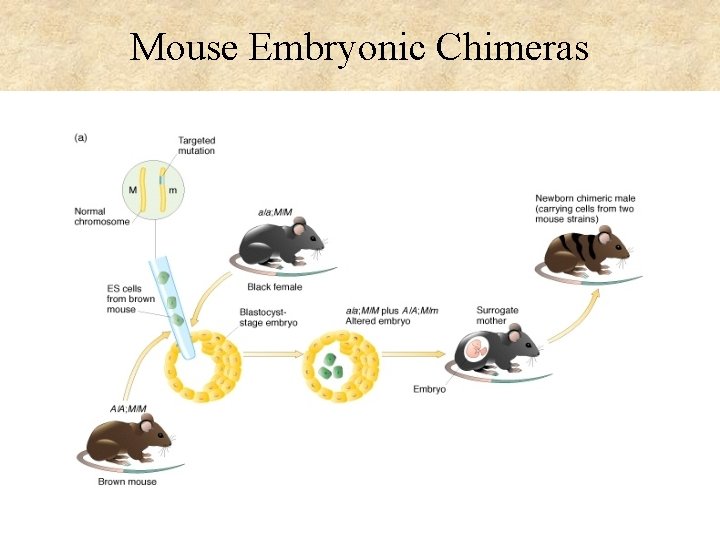 Mouse Embryonic Chimeras 