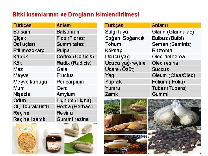 Bitki kısımlarının ve Drogların isimlendirilmesi Türkçesi Balsam Çiçek Dal uçları Etli mezokarp Kabuk Kök