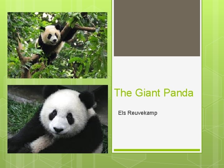 The Giant Panda Els Reuvekamp 