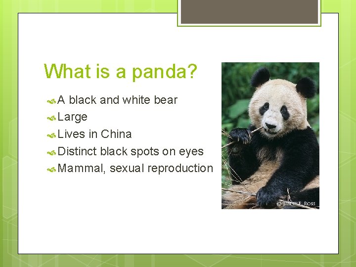 What is a panda? A black and white bear Large Lives in China Distinct