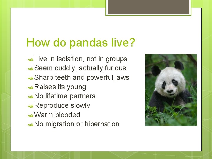 How do pandas live? Live in isolation, not in groups Seem cuddly, actually furious