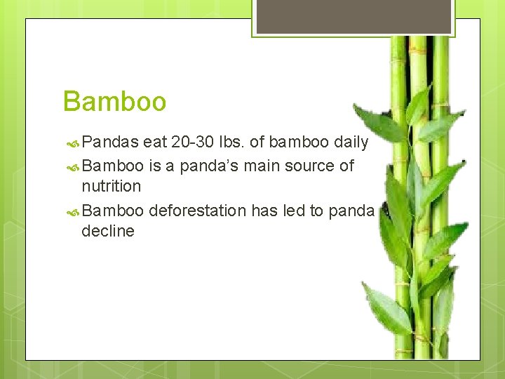 Bamboo Pandas eat 20 -30 lbs. of bamboo daily Bamboo is a panda’s main