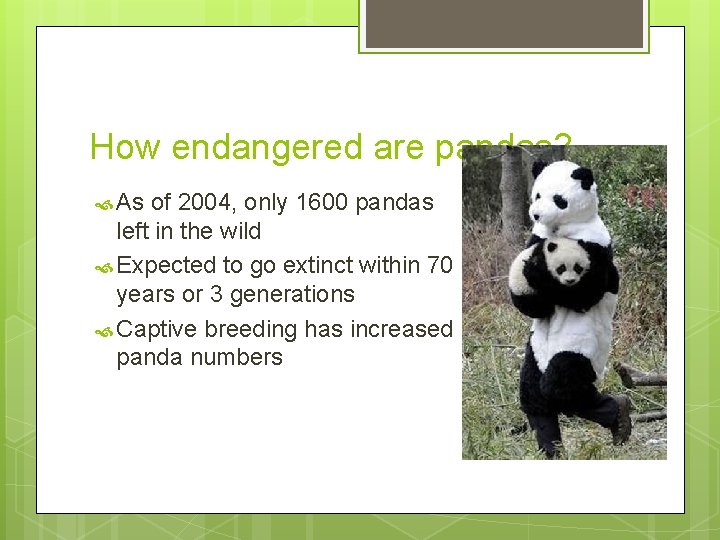 How endangered are pandas? As of 2004, only 1600 pandas left in the wild